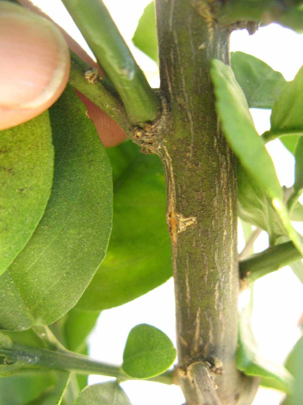              Second - third year twig (Winter Haven, FL)       